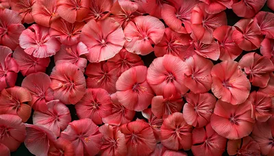 Top View Of Vibrant Pink Hibiscus Flowers