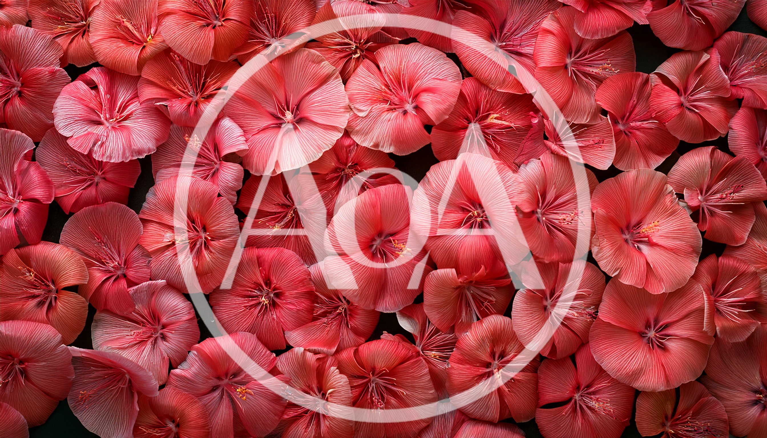 Top View Of Vibrant Pink Hibiscus Flowers