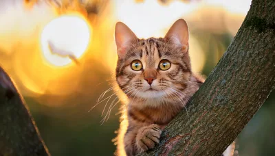 Tabby Cat Perched On A Tree Branch At Sunset