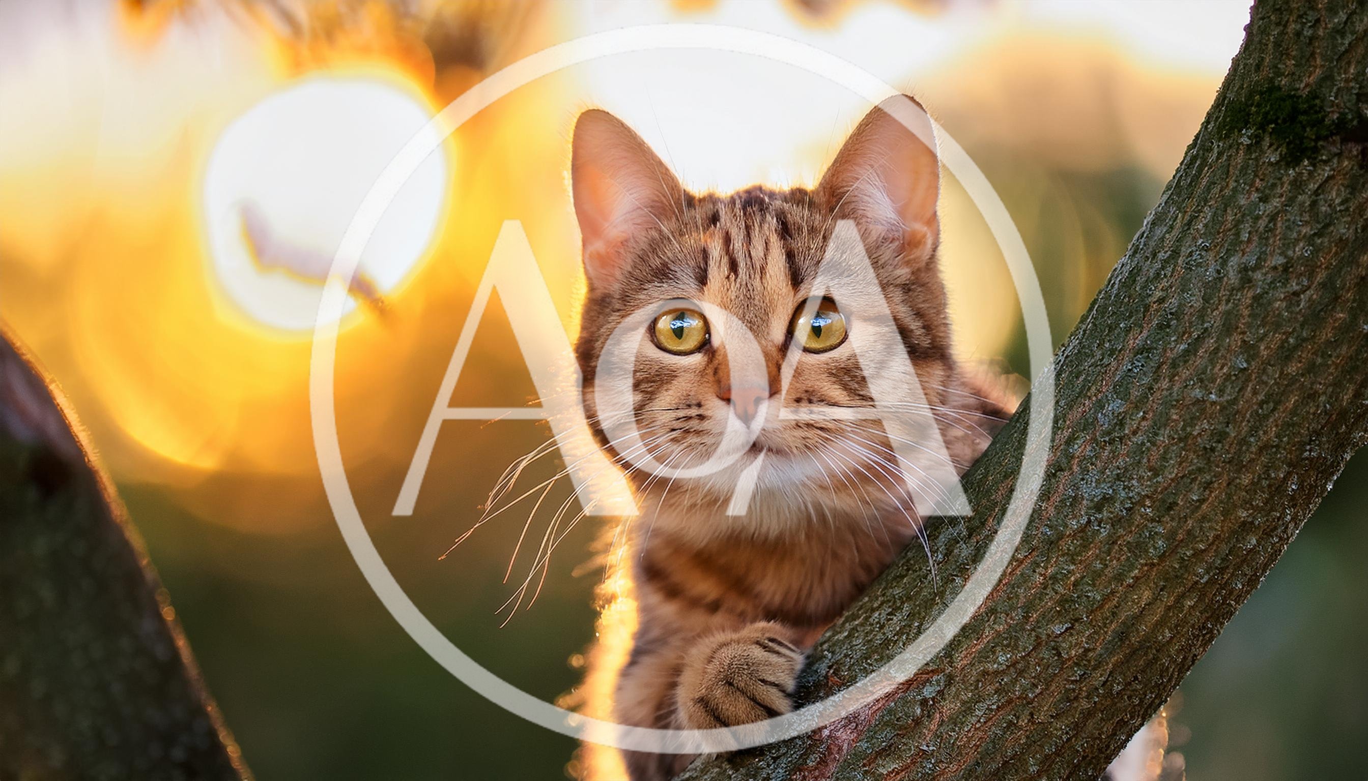 Tabby Cat Perched On A Tree Branch At Sunset