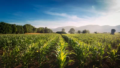 Rows Of Green Corn In A Sunny Field