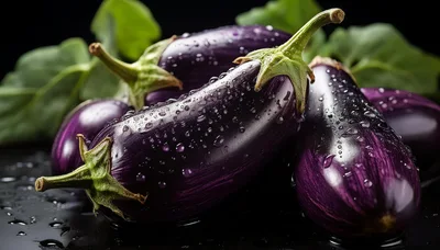 Fresh Purple Eggplants With Water Droplets