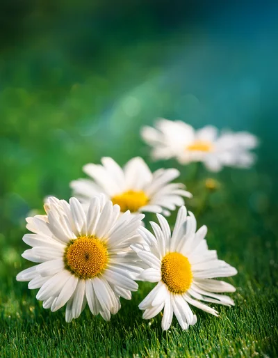 Three White Daisy Flowers In Green Grass