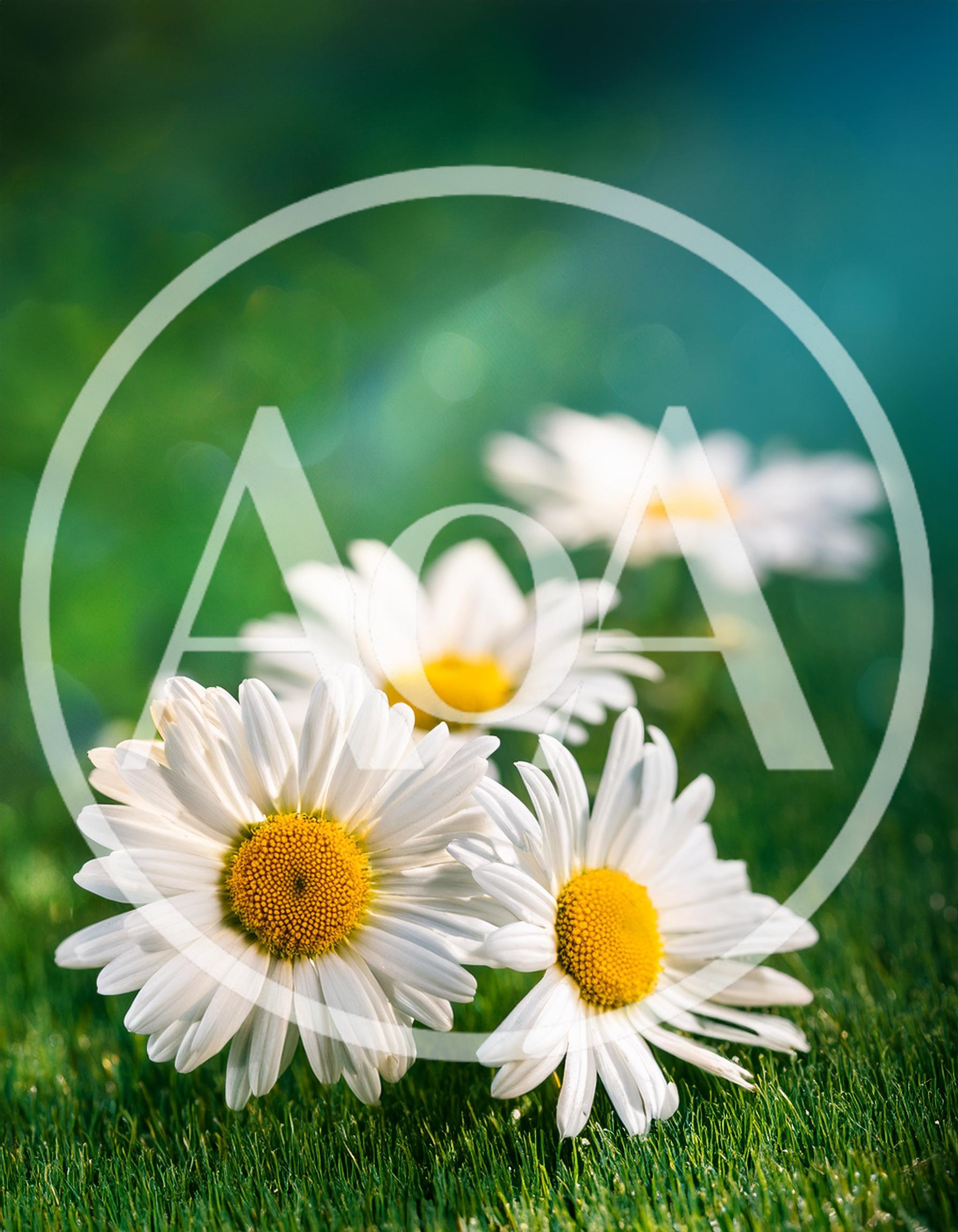 Three White Daisy Flowers In Green Grass