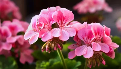 Vibrant Pink Geranium Flowers In A Garden