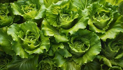 Fresh Green Lettuce Heads Growing In A Garden