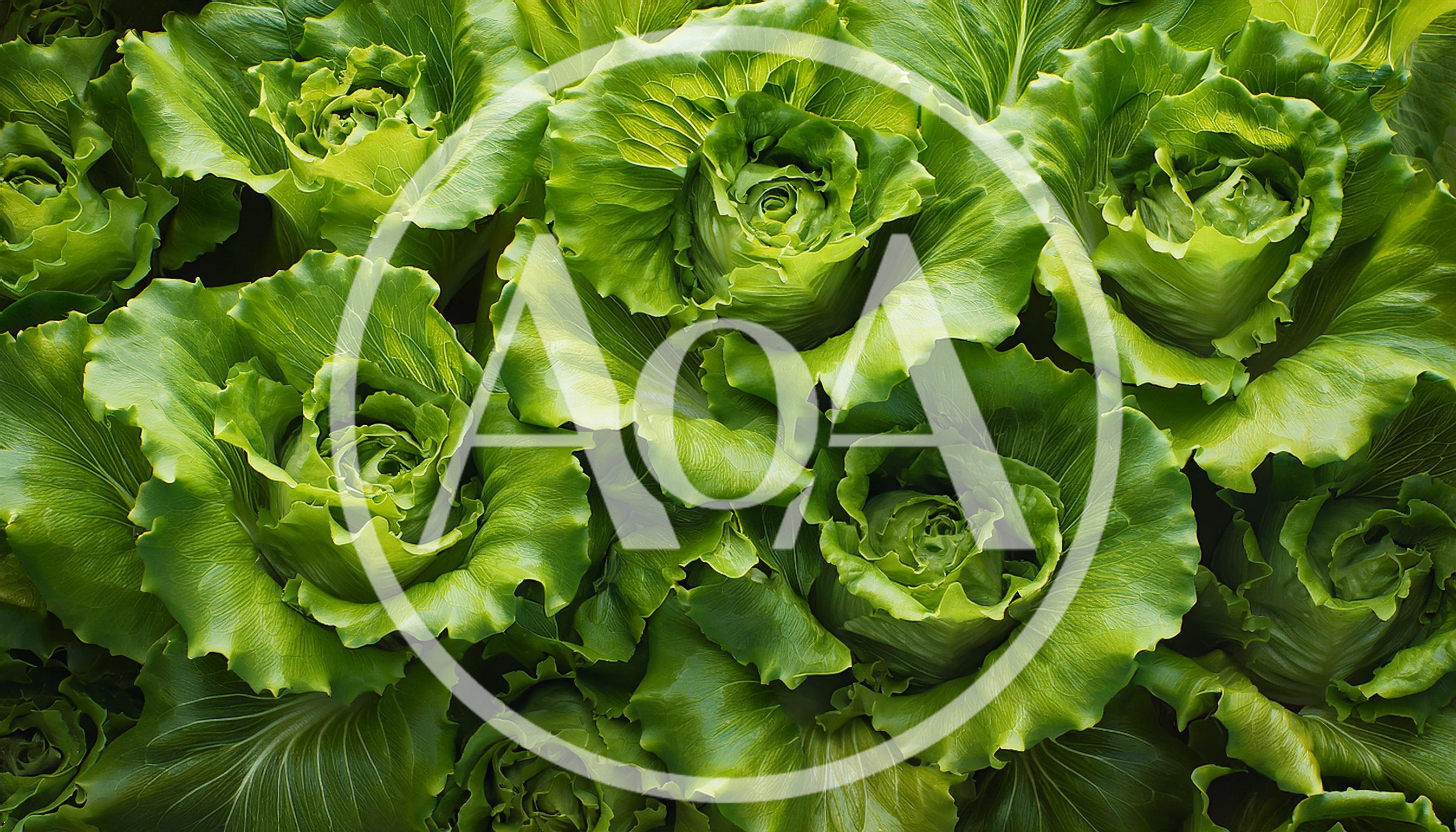 Fresh Green Lettuce Heads Growing In A Garden