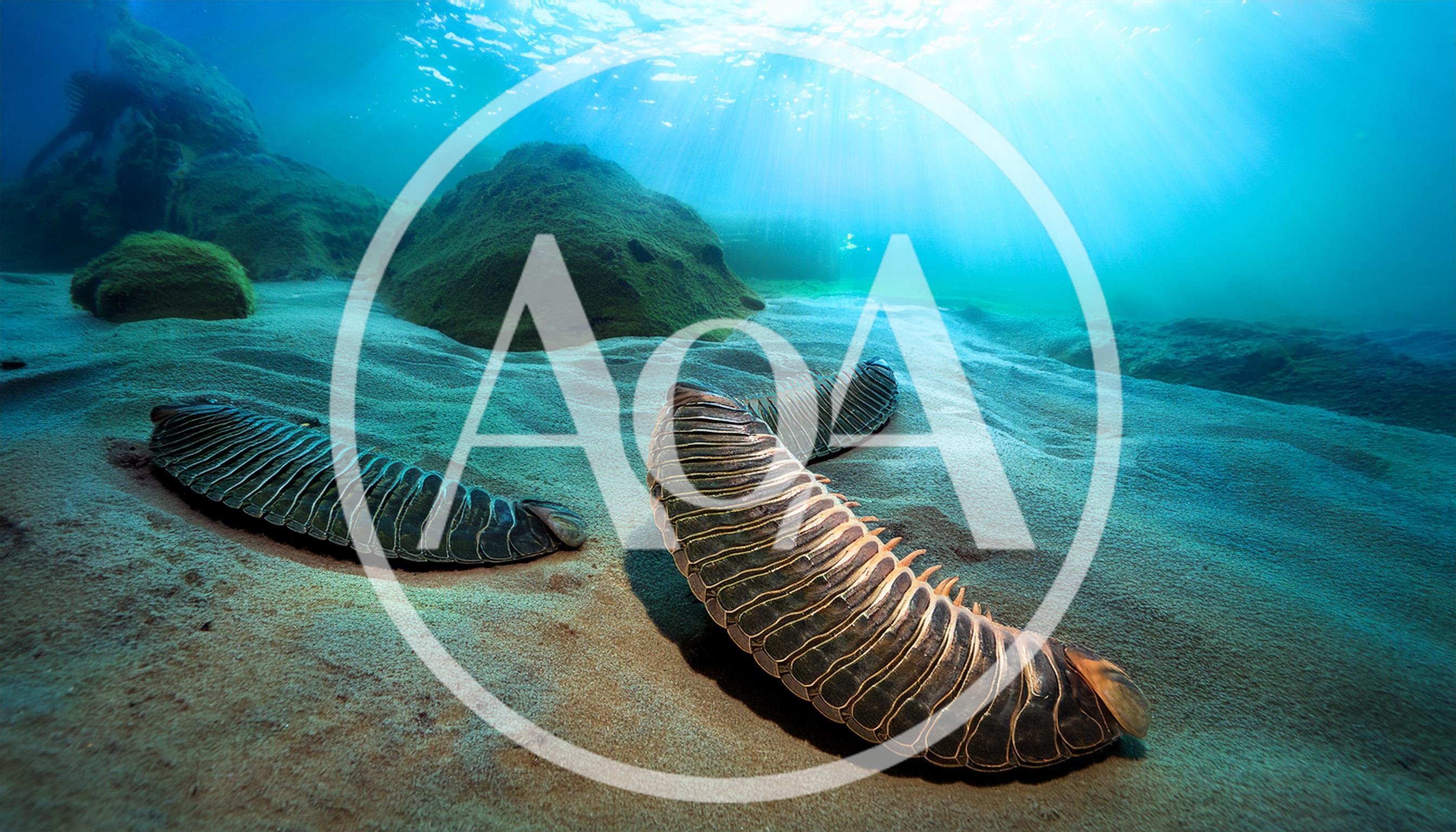 Prehistoric Trilobite Creatures Crawling On Sandy Ocean Floor