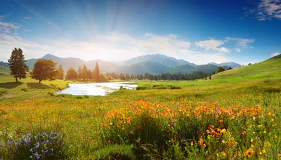 Scenic Mountain Meadow With Wildflowers And River