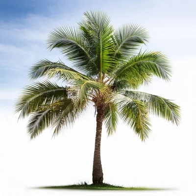 Single Coconut Palm Tree Isolated On White Background
