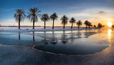 Row Of Palm Trees Along A Frozen Lake At Sunset