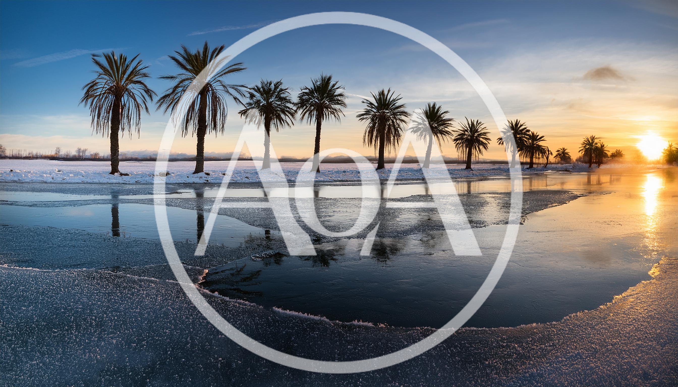 Row Of Palm Trees Along A Frozen Lake At Sunset