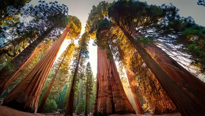 Giant Sequoia Trees in Sequoia National Park