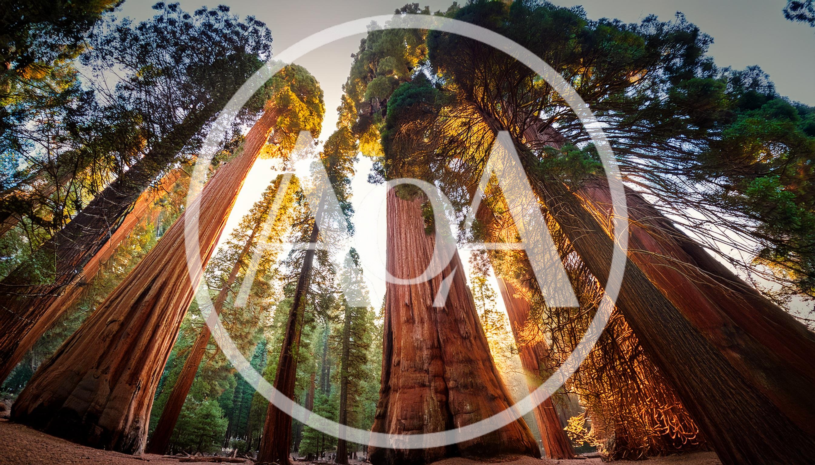 Giant Sequoia Trees in Sequoia National Park