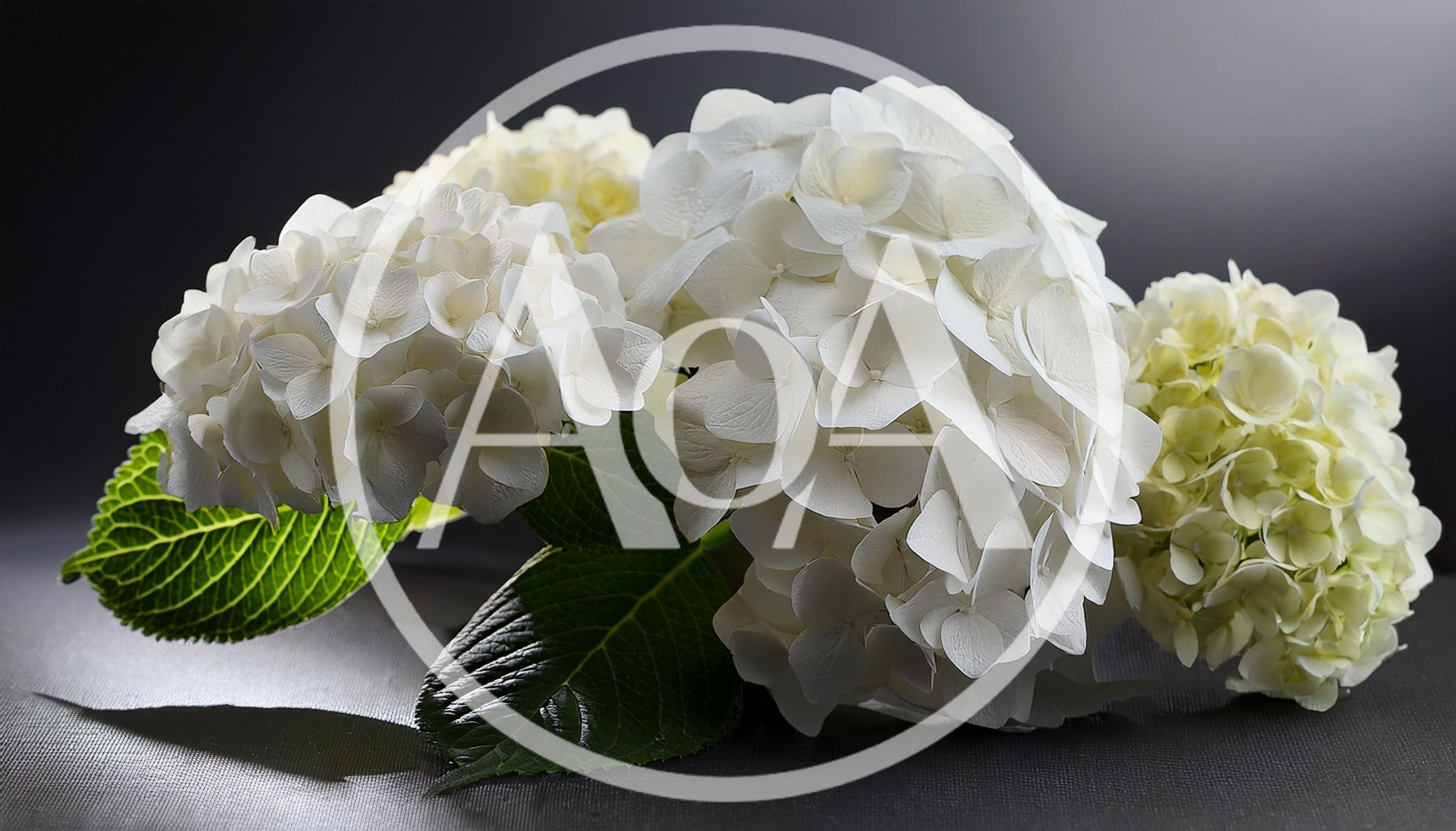 White Hydrangea Flowers On A Dark Background
