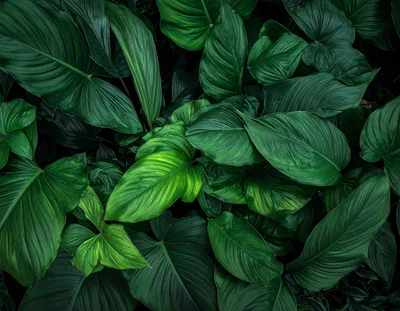 Lush Tropical Green Foliage Background