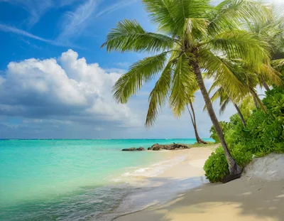Tropical Beach Scene With Palm Trees And Turquoise Water
