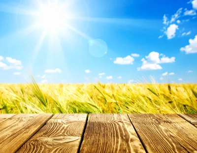 Wooden Table Surface Overlooking A Golden Wheat Field