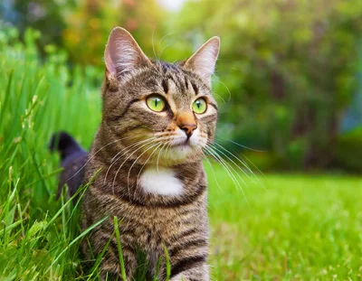 Tabby Cat Standing In A Lush Green Garden