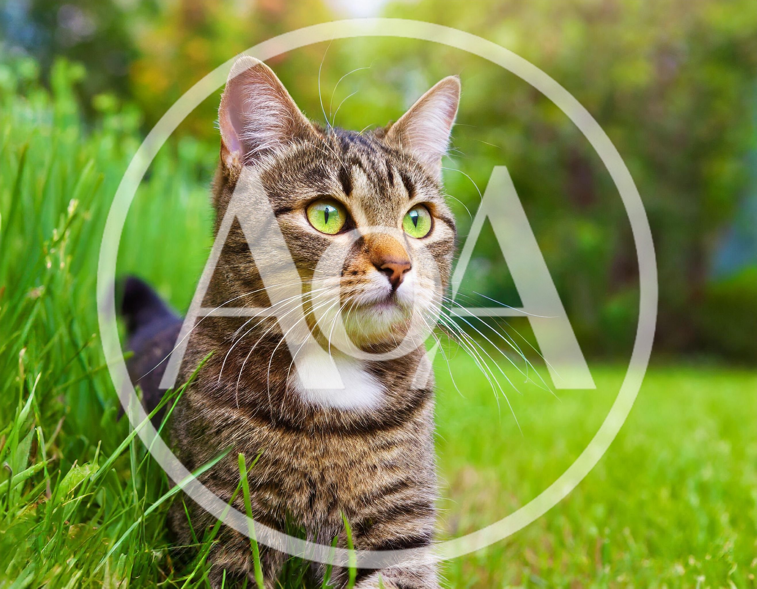 Tabby Cat Standing In A Lush Green Garden
