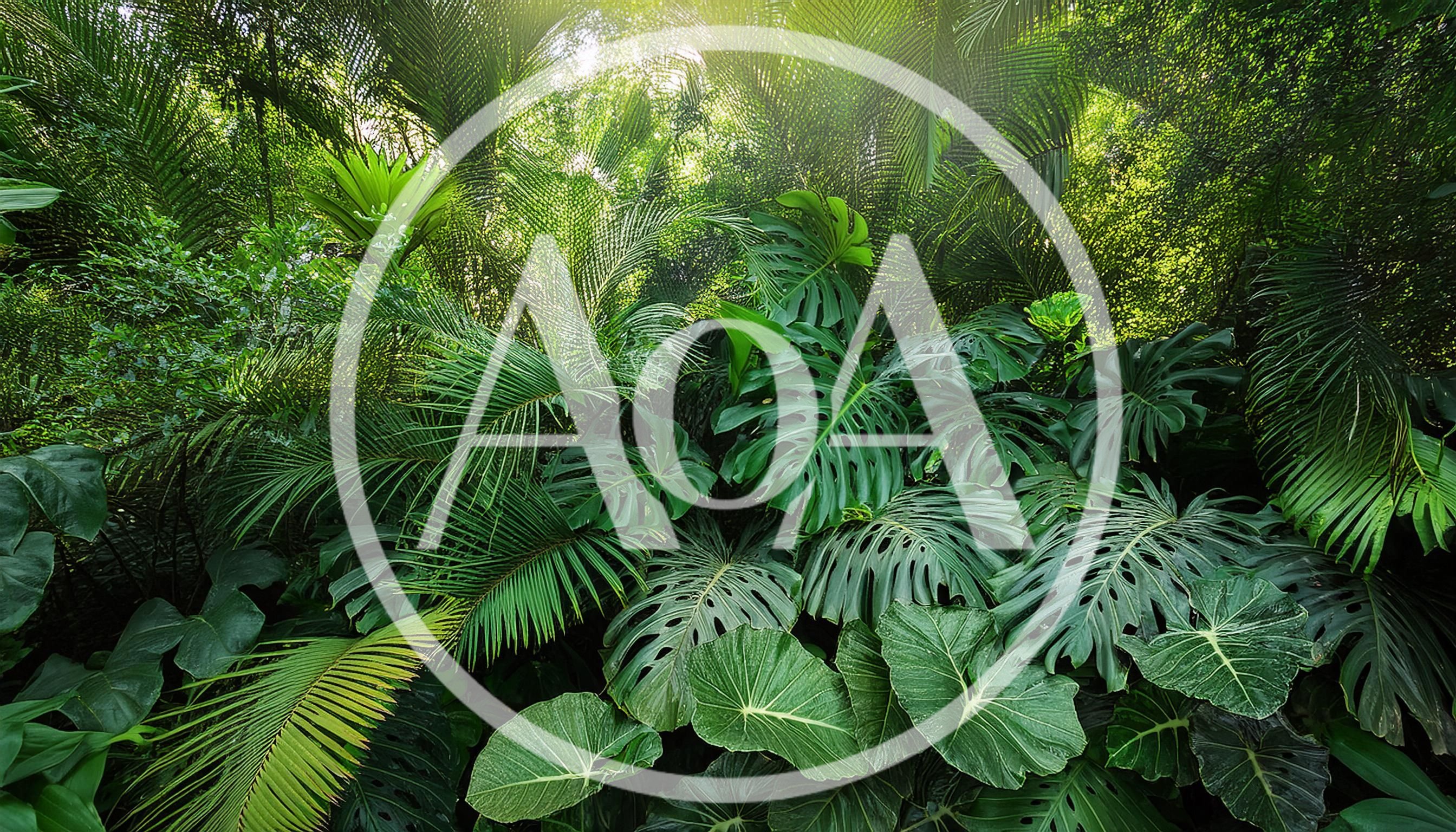 Lush Tropical Rainforest Foliage With Monstera Leaves
