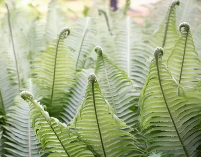 Young Ostrich Fern Fronds Unfurling In Spring