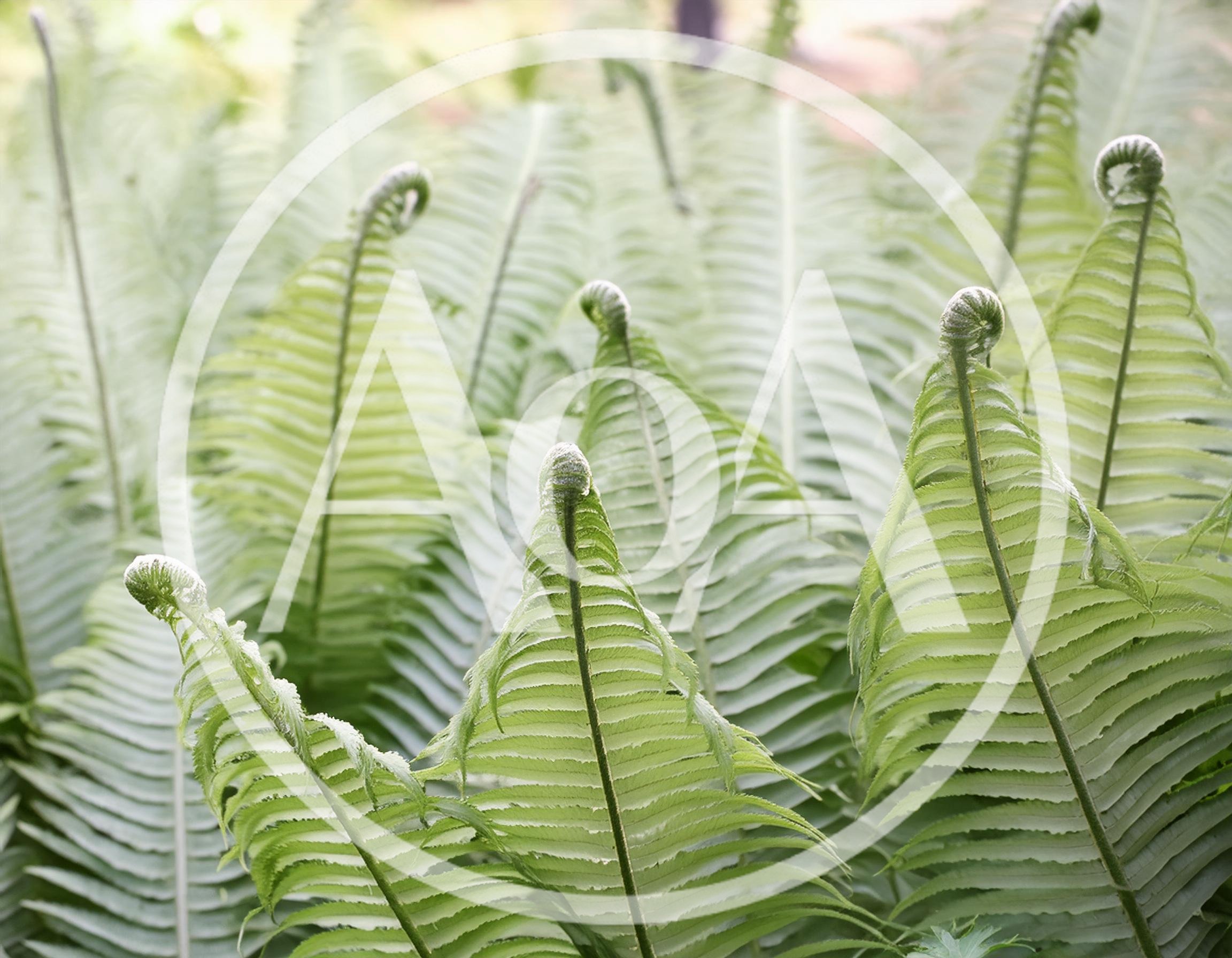 Young Ostrich Fern Fronds Unfurling In Spring