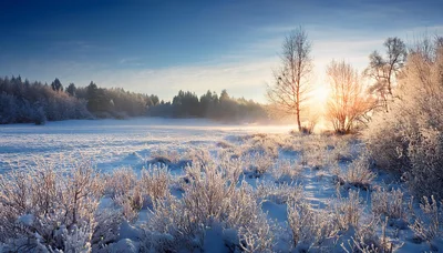 Winter Landscape With Frost Covered Trees At Sunrise