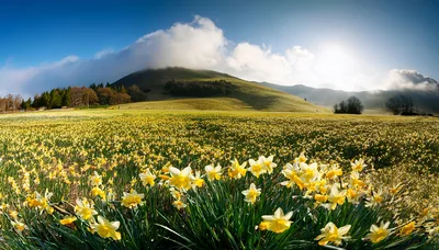 Vast Field Of Blooming Yellow Daffodils Under Mountain Landscape