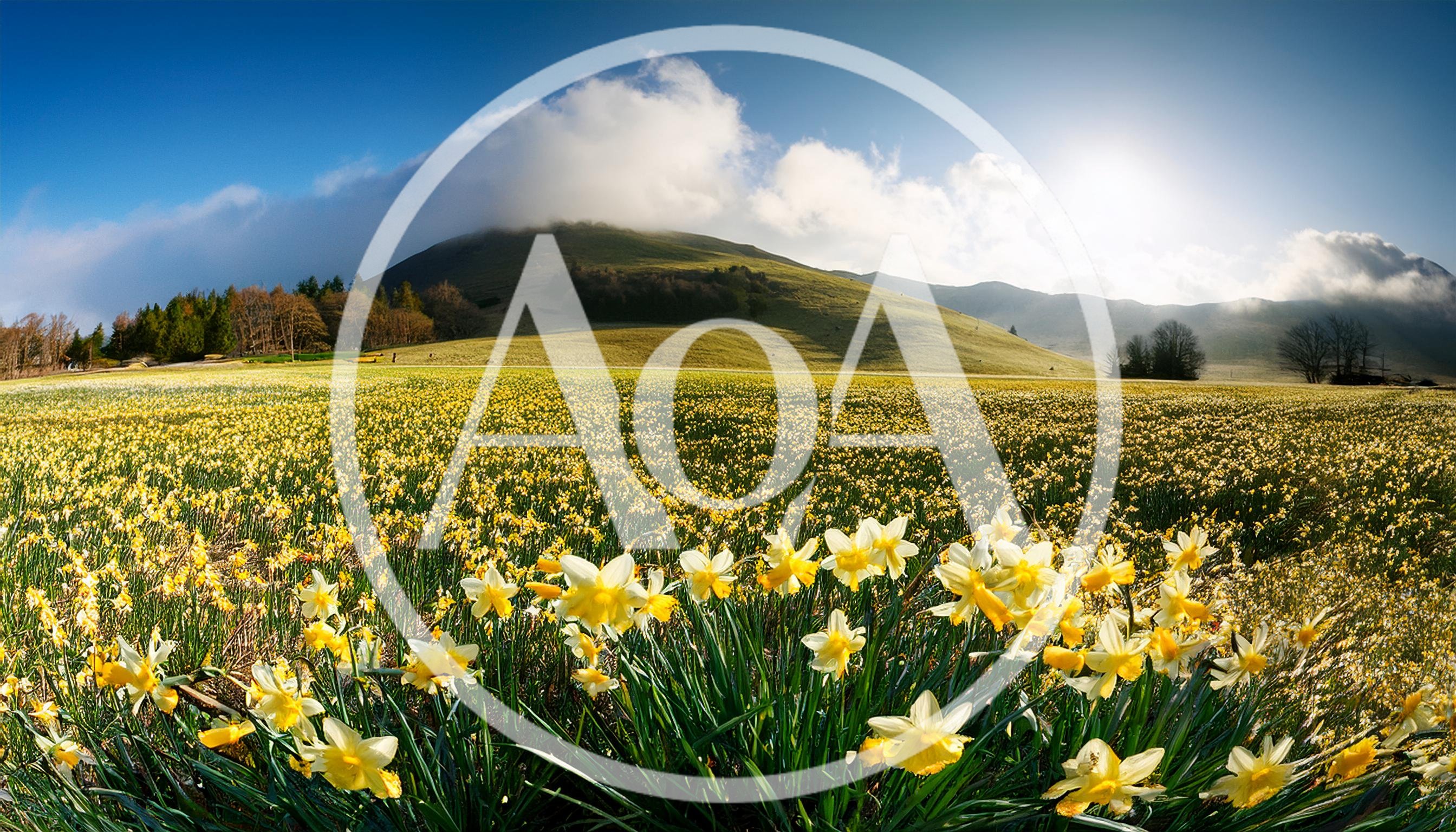 Vast Field Of Blooming Yellow Daffodils Under Mountain Landscape