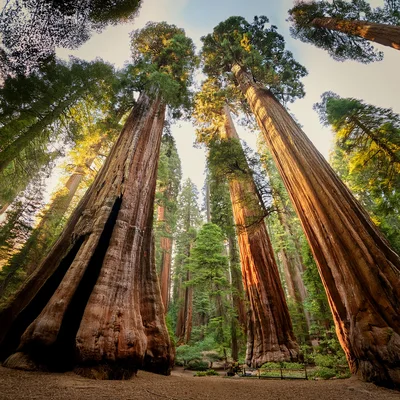 Giant Sequoia Trees In Sequoia National Park