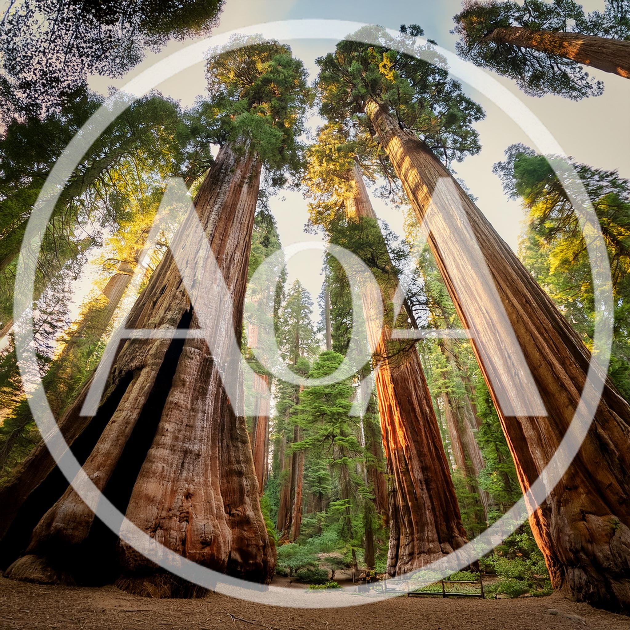 Giant Sequoia Trees In Sequoia National Park