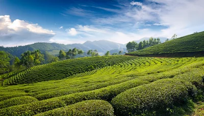 Lush Green Tea Plantation Hills In Munnar India