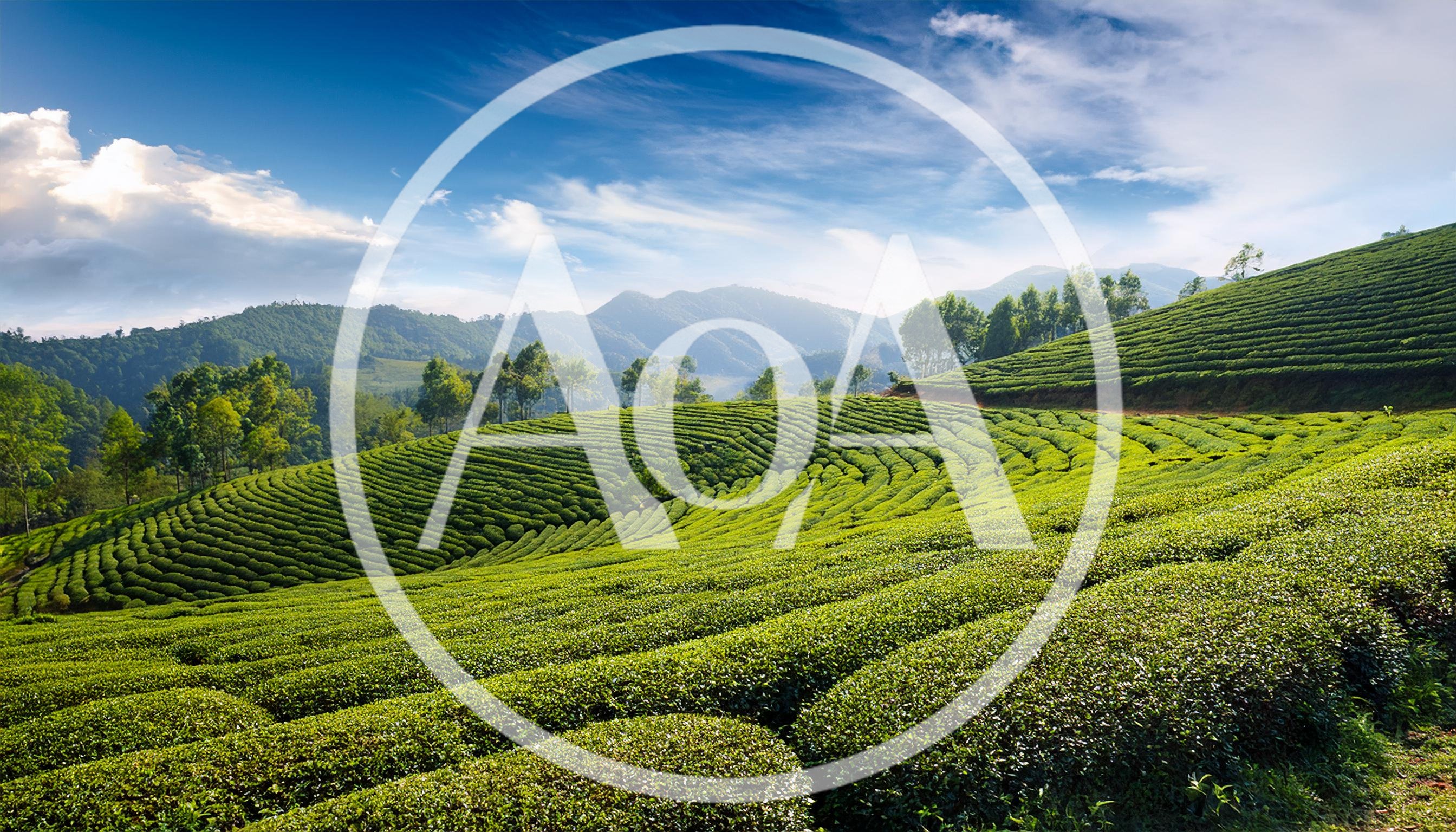 Lush Green Tea Plantation Hills In Munnar India