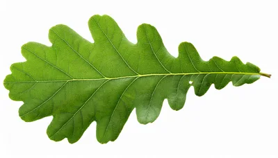 Single Green Oak Leaf Isolated On White Background