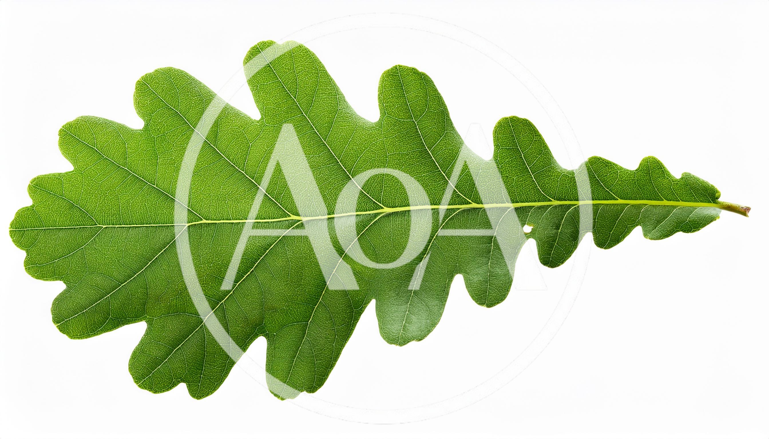 Single Green Oak Leaf Isolated On White Background