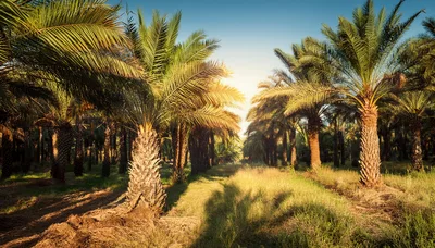 Sunlit Date Palm Plantation At Golden Hour
