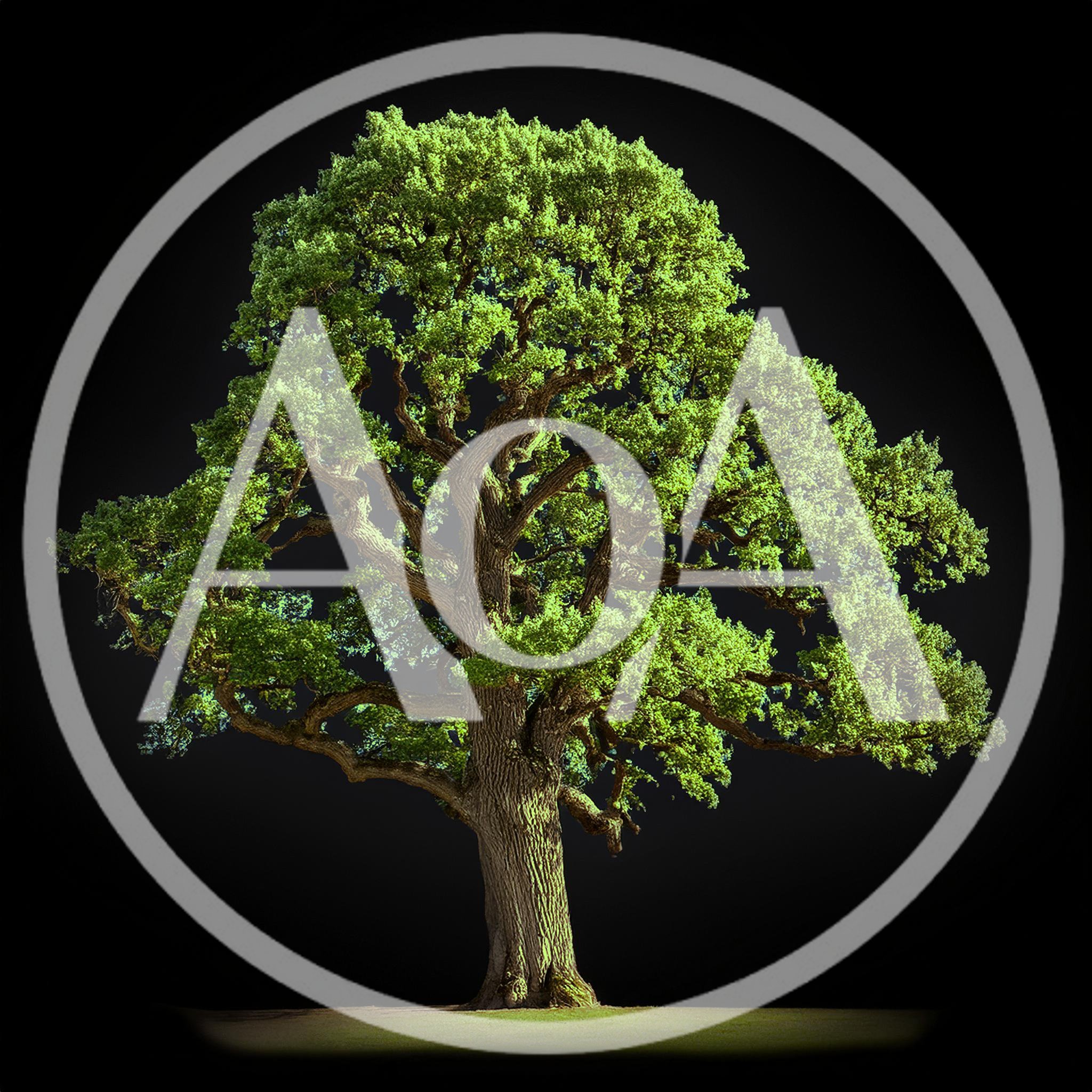 Majestic Mature Oak Tree Isolated On Black Background
