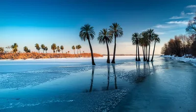 Palm Trees Standing In A Frozen Winter Lake