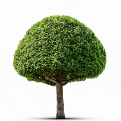 Topiary Tree With Rounded Canopy Isolated On White