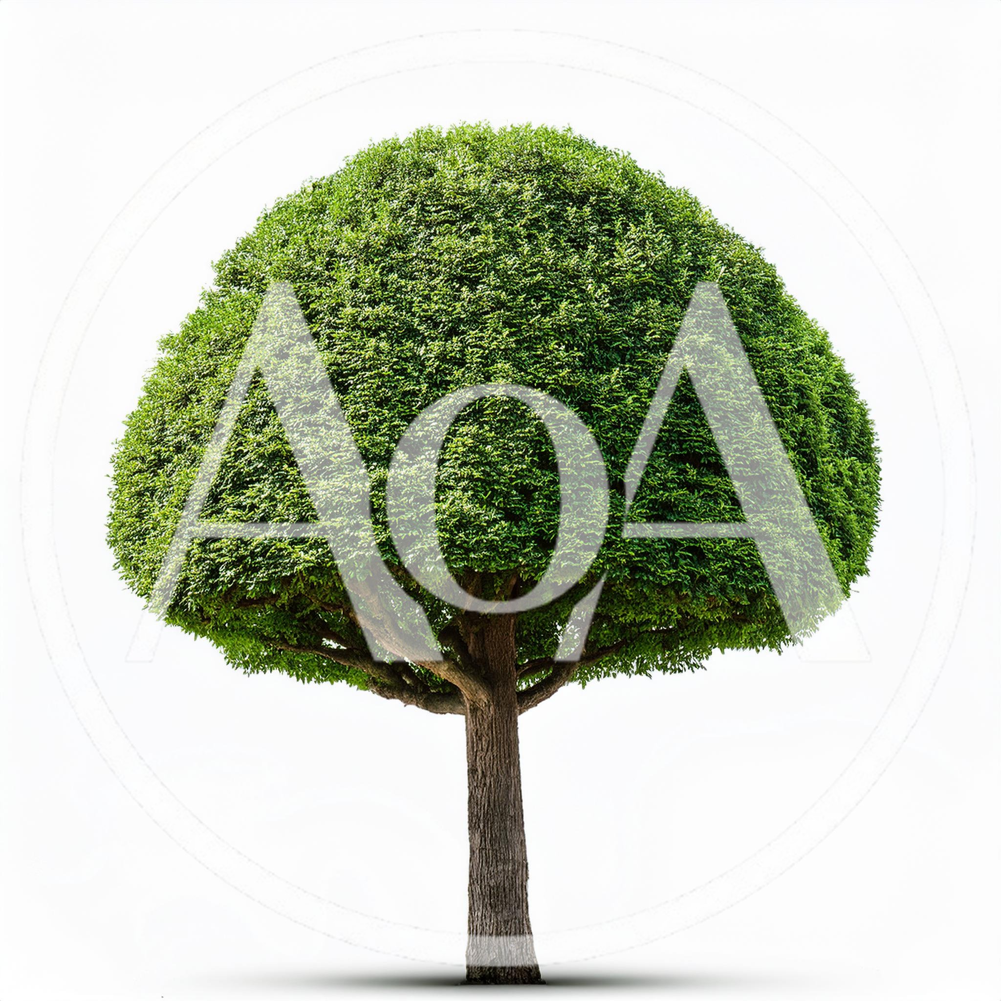 Topiary Tree With Rounded Canopy Isolated On White