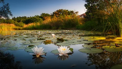 White Water Lilies Blooming In A Calm Pond