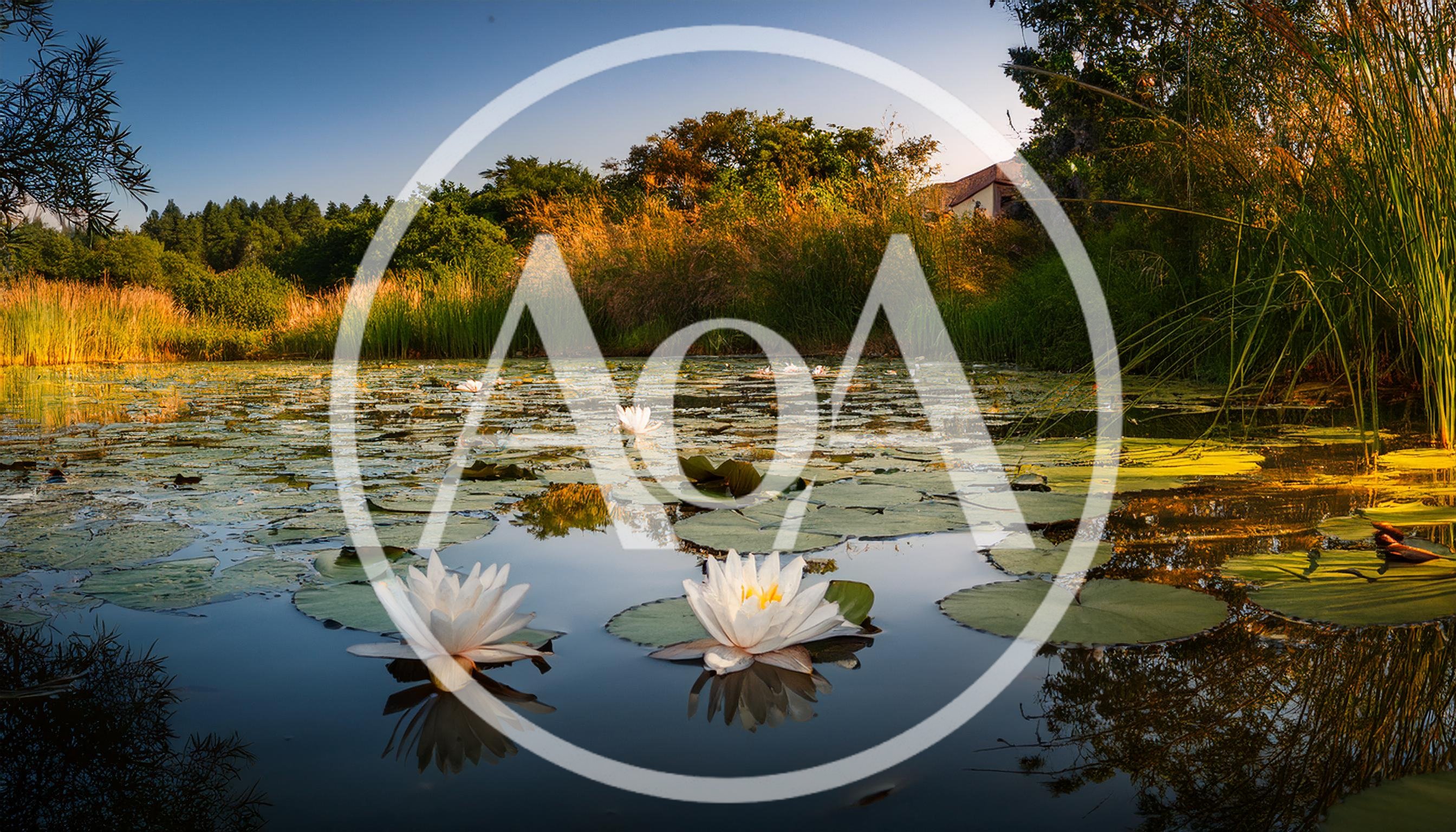 White Water Lilies Blooming In A Calm Pond
