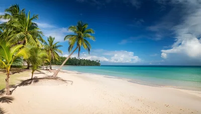 Tropical Beach With Palm Trees And Turquoise Water