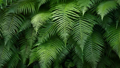 Lush Green Fern Fronds In A Dense Forest