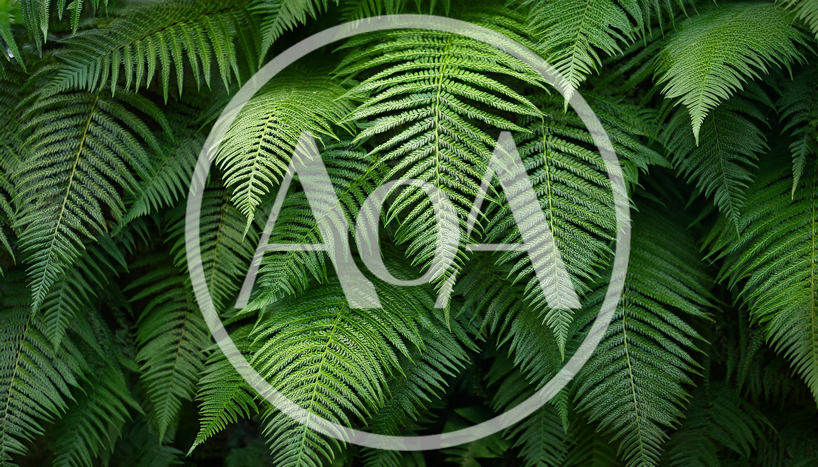 Lush Green Fern Fronds In A Dense Forest
