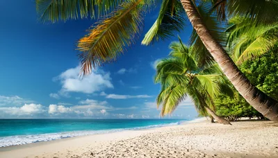 Tropical Beach Scene With Palm Trees And Turquoise Water