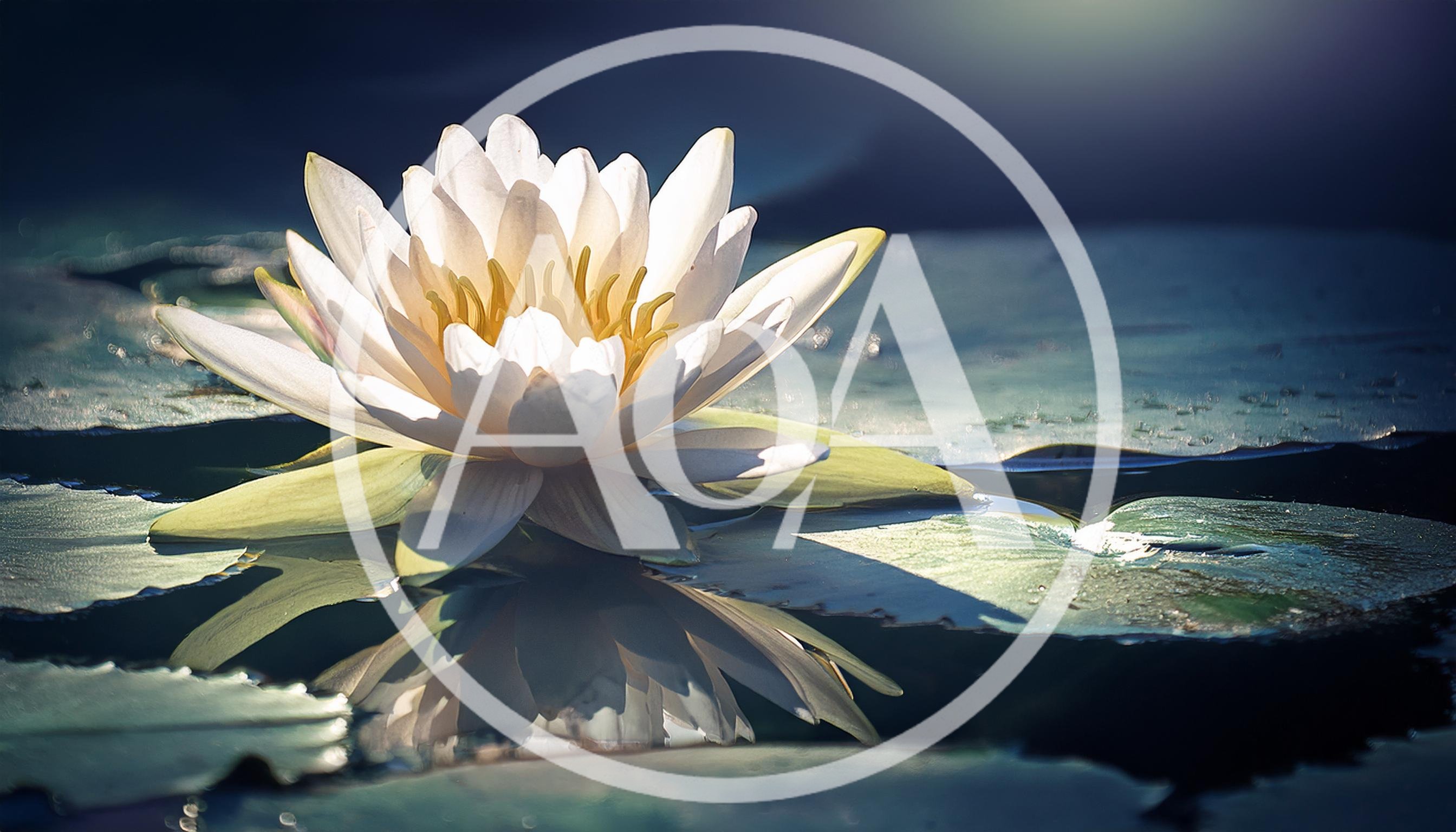 White Water Lily Blooming on a Calm Pond