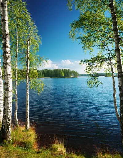 Birch Trees Framing A Serene Finnish Lake Landscape