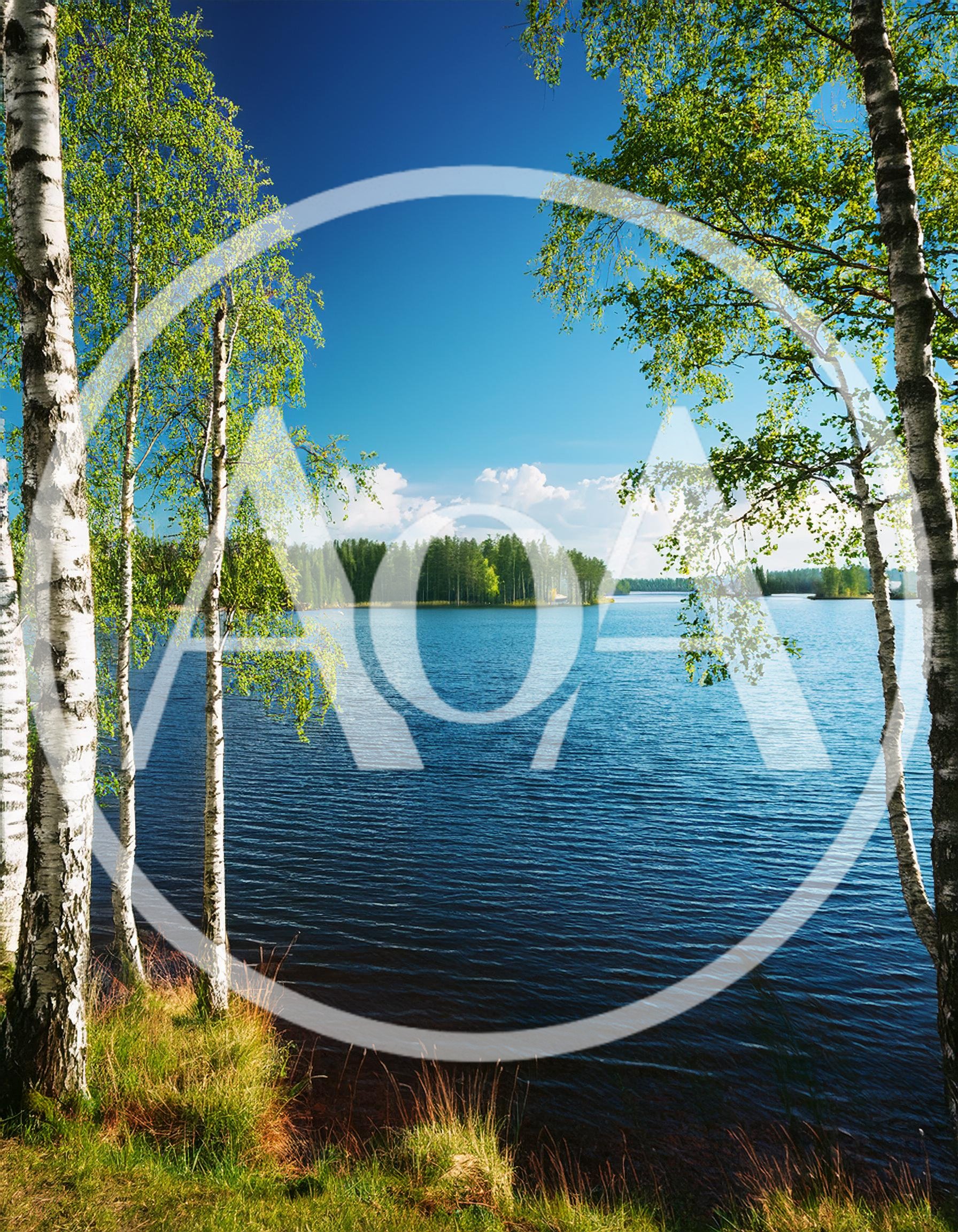 Birch Trees Framing A Serene Finnish Lake Landscape